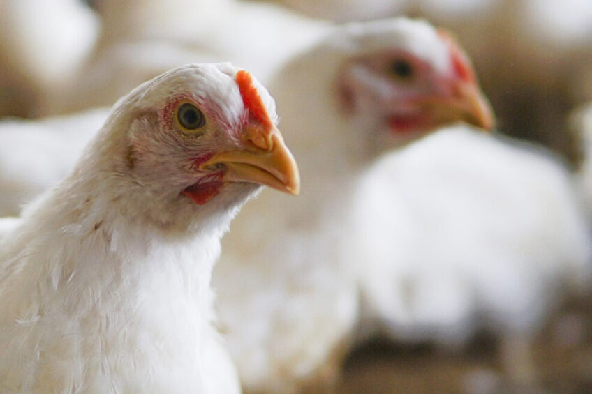 The Humane League UK argues that the use of conventional meat chicken breeds breaches the Welfare of Farmed Animals (England) Regulations 2007. Photo: Wirestock