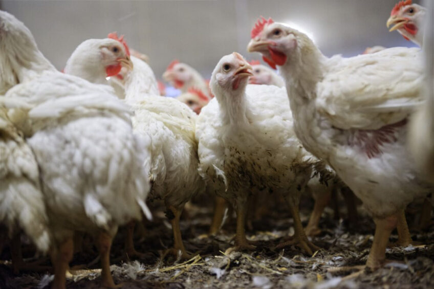 A study ‘Feed additive for Reducing Incidence of Wooden Breast Disease in Commercial Broiler Chickens’ aimed to prevent or diminish deleterious changes in the breast muscle by using benfotiamine. Photo: Lexo Salverda