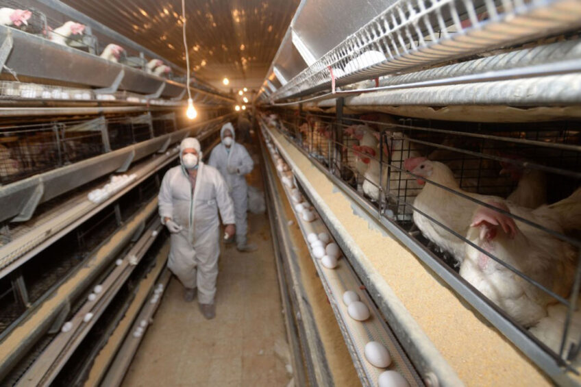 Desde mediados de marzo, varias parvadas grandes de ponedoras en Iowa y Wisconsin se vieron afectadas por la influenza aviar.  Foto: ANP