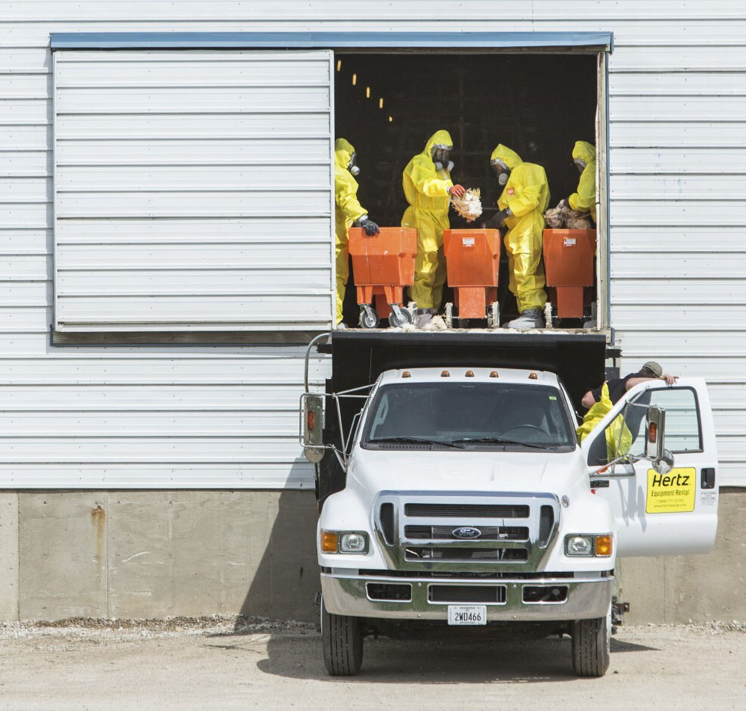 Los trabajadores descartan pollos muertos en una granja en Iowa.  Es particularmente digno de mención que solo dos granjas en Iowa, que tenían una capacidad de más de 5 millones de puestos de ponedoras, representaron un tercio de las pérdidas totales.  Foto: ANP