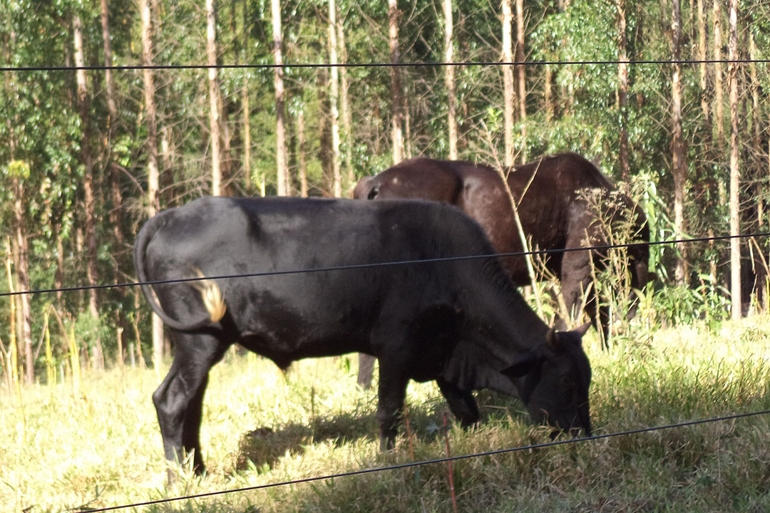Girolando is the result of the crossing of the Gir and Holstein breeds. Photo: Fernando Gabriel de Melo Domingo