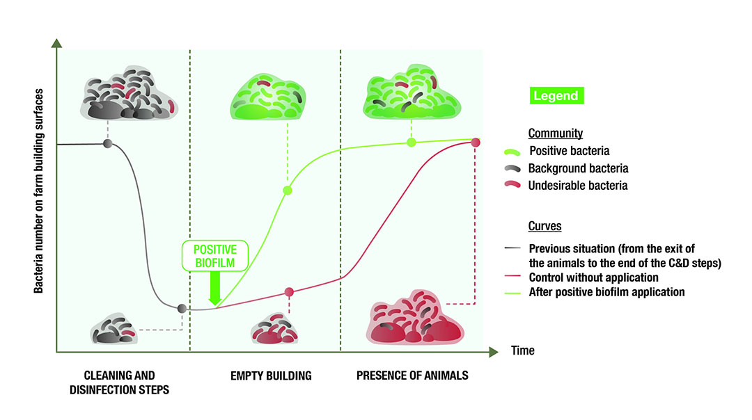 Figure 1. Representation of the concept of how positive biofilms can guide microbial ecology on the surface of livestock buildings following a cleaning and disinfection protocol. Illustration: Lallemand