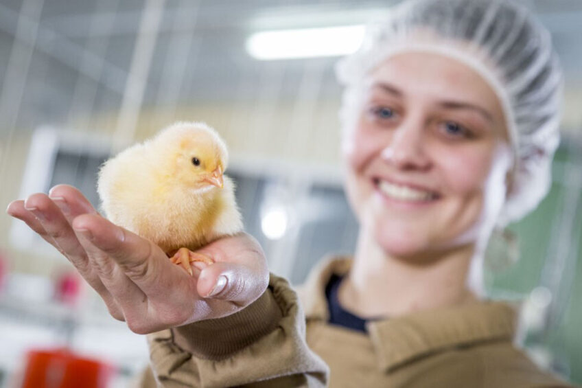 The first days of a broiler are the make-or-break window for feed efficiency and overall performance. Photo: Trouw Nutrition