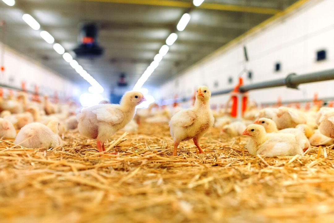 The fast-growing broiler benefits hugely from having fast protein in the diet. Photo: Trouw Nutrition