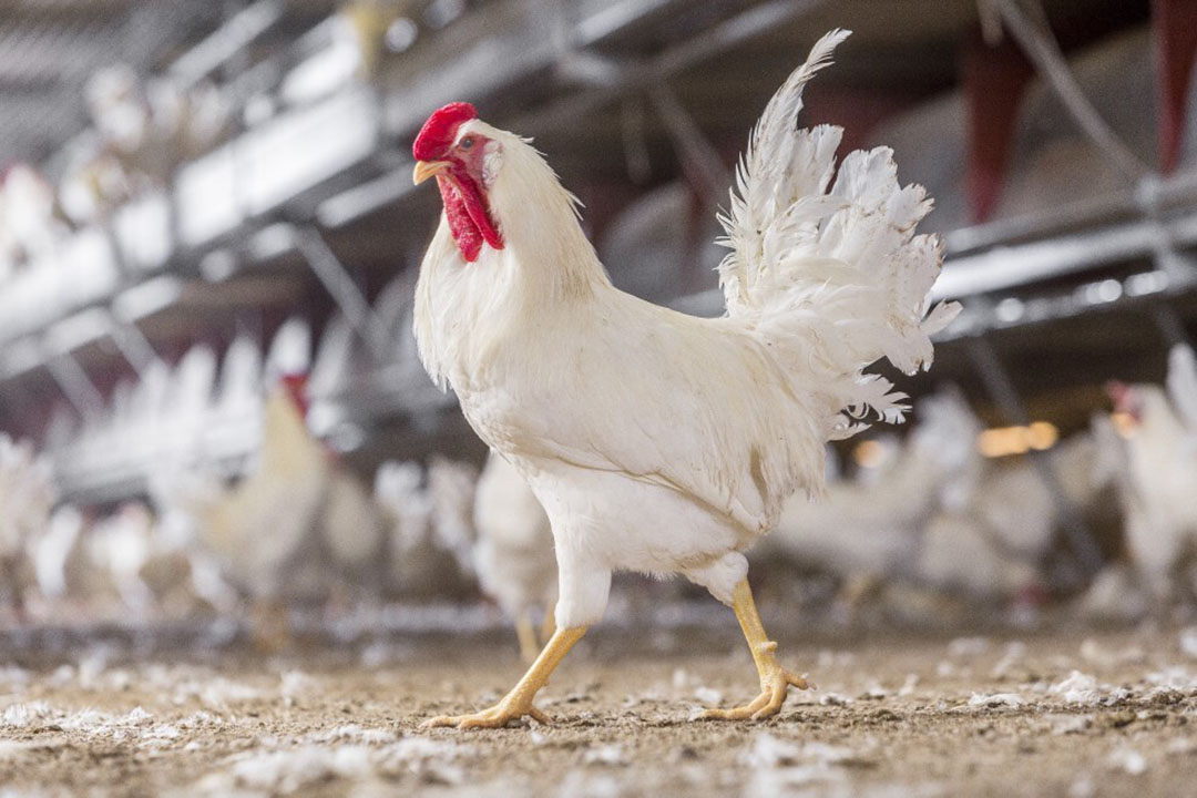 First in US begins sparing male chicks as alternative meat source - Poultry  World