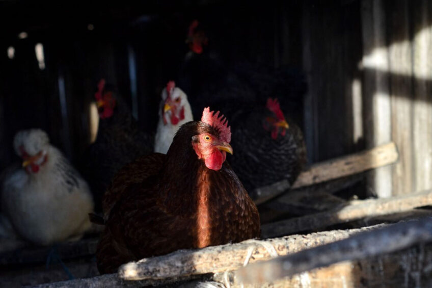If the population of hens is not restored, then next year, there will be an even greater catastrophe, says Oleg Bakhmatyuk, owner of UkrLandFarming, the parent company for Ukraine's largest egg producer, Avangard. Photo: Canva