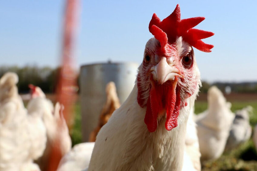 Compassion in World Farming ha acogido con satisfacción los resultados de su último informe Egg Track, que muestra que en el último año, varias empresas importantes han realizado nuevos compromisos globales libres de jaulas.  Foto: Finn Mund
