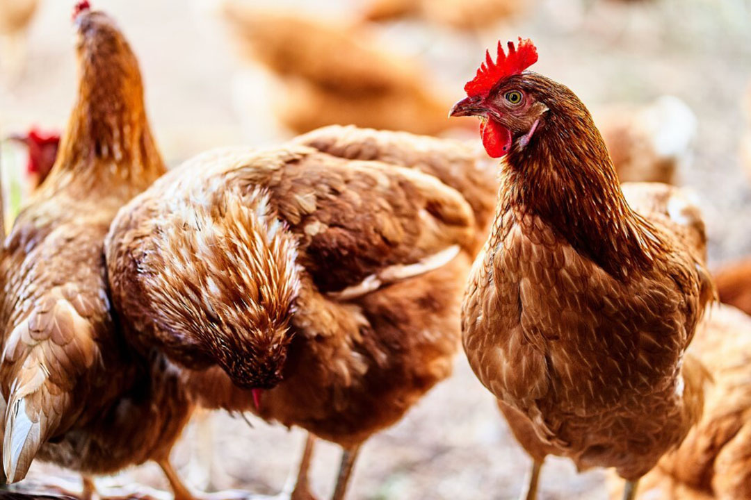 Beta testing new National Environmental Sustainability Tool - Poultry World