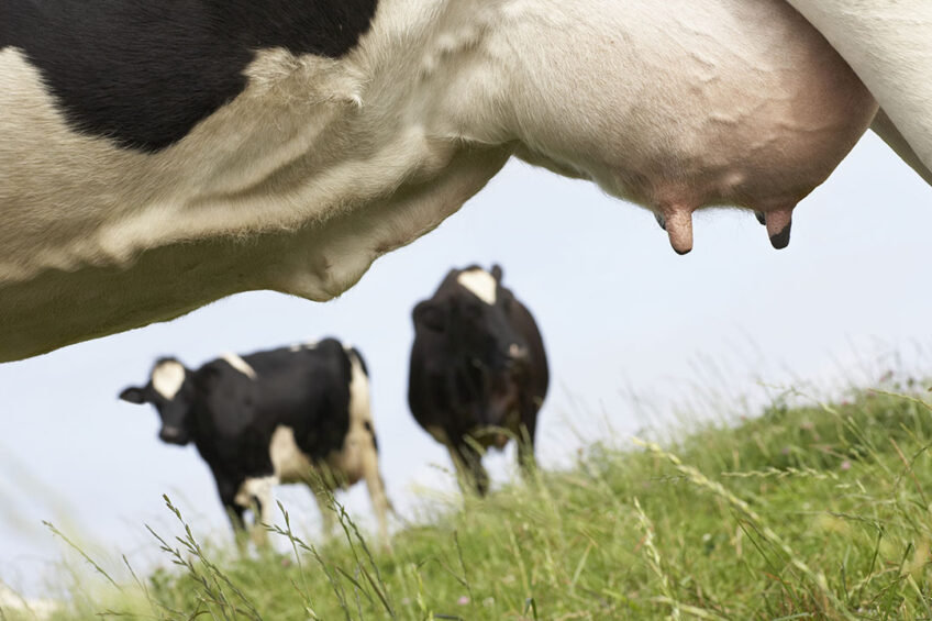 Cows with less stress and better health are more efficient and produce more milk. Photo: IStock