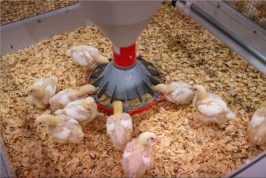 Photo: Department of Animal Science at Iowa State University