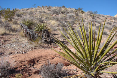 Yucca schidigera diminished the adverse effects of Eimeria infections in broilers. Photo: Forest & Kim Starr