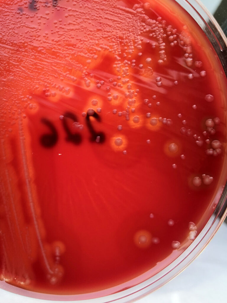 Typical growth of Clostridium perfringens type A on agar media with blood. Photo: Ceva Sante Animale