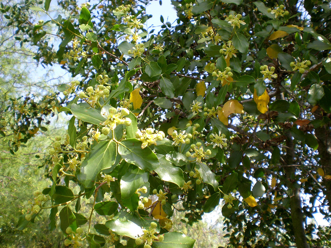 Quillaja saponins are widely used as adjuvants and facilitate antigenic recognition. Photo: Consultaplantas