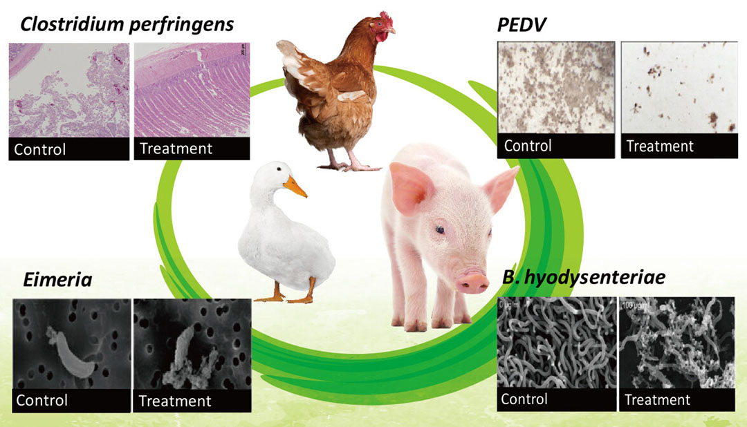 Beneficial effects of Bacillus species-derived cyclolipopeptides on animal diseases (images are adapted from Horng et al., AMB Express, 2019, 9:188; Yu et al., Animals, 2021, 11:3576; Peng et al., AMB Express, 2019,9:191).