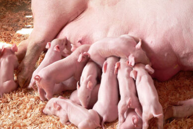 Nutritional manipulation of gut health for piglets starts pre-birth at the end of the gestation period and during the lactation period. Photo: Canva