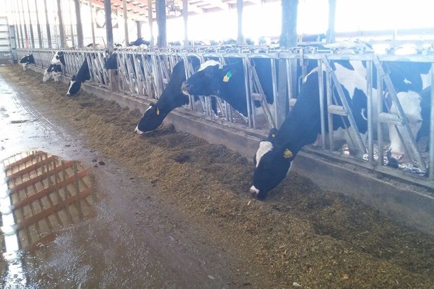 Steps should be taken to prevent dirty or spoiled feed or manure runoff getting into the feed alley. Photo: Clayton Stoffel