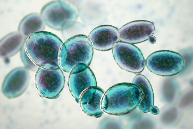 Saccharomyces cerevisiae yeast can be used as probiotics to restore normal flora of intestine. Photo: Kateryna Kon