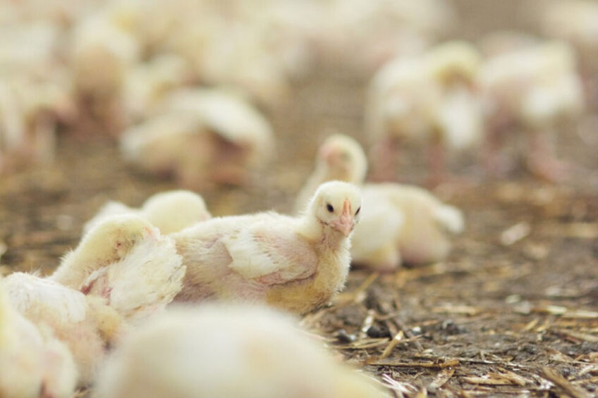 A new veterinary regulation is anticipated to come into force under which all imported poultry vaccine strains must be stored in Russian scientific institutions. Photo: gpointstudio