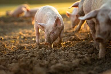 Giving the postbiotic in the diet from weaning reduced the intensity and duration of diarrhoea when pigs were subsequently challenged with F4+.