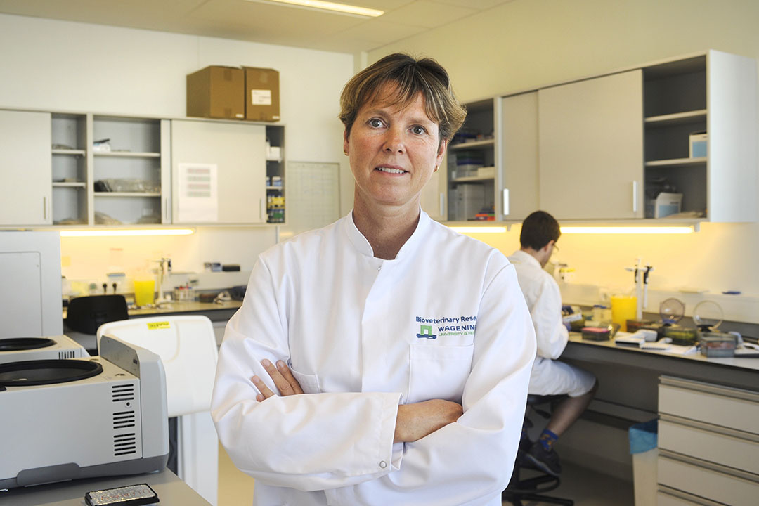 Dr Nancy Beerens of Wageningen Bioveterinay Research heads one of the lab trials with avian influenza vaccines. Photo: ANP