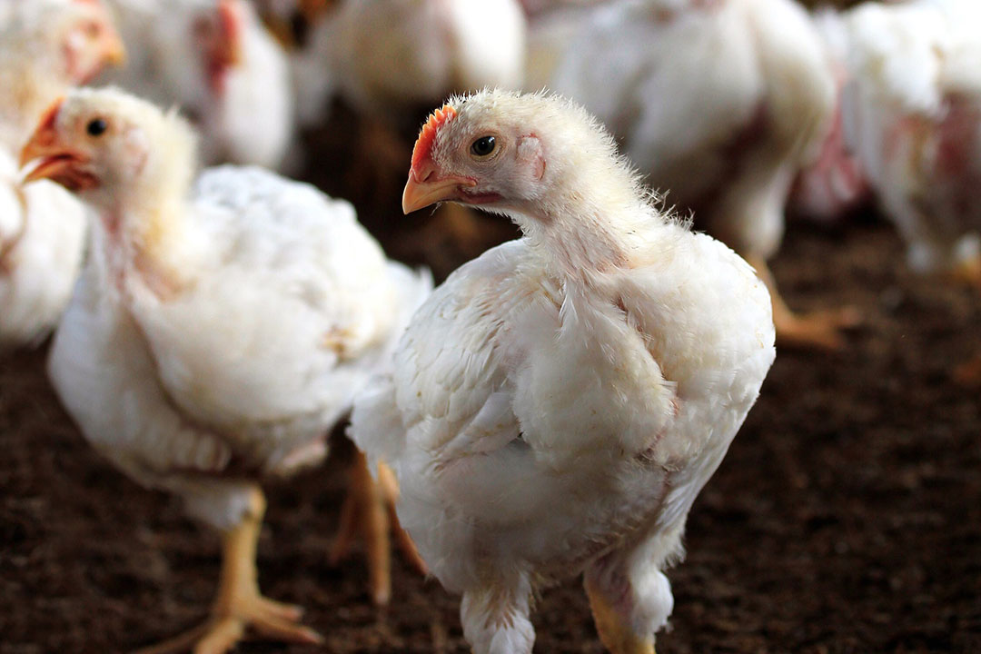 Slowing broiler growth with nutritional interventions - Poultry World