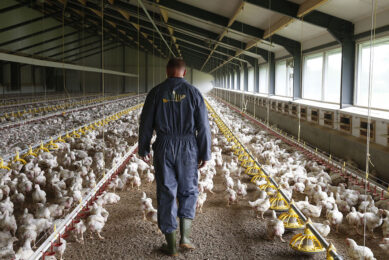 A poultry farm in the Netherlands. Photo: Hans Princes