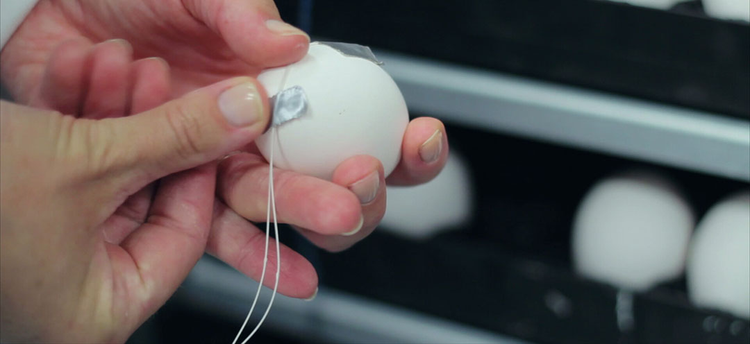 Egg shell temperature was closely monitored via individual sensors.