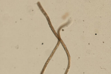 The risk of the parasites causing production losses is inevitable. Photo: Yale Peabody Museum
