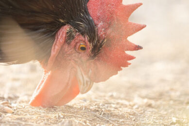 Scientists believe toe pecking is intensifying and represents a major issue for hens. Photo: Ben Wicks