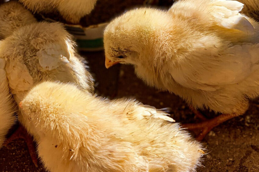 Poultry farmers "are tired of losses" and some are considering ending their businesses. Photo: Brian David