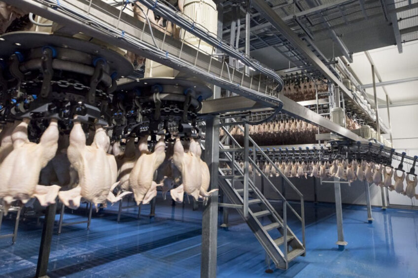 Without supervision, meat factories in Israel are not allowed to operate. Photo: Koos Groenewold