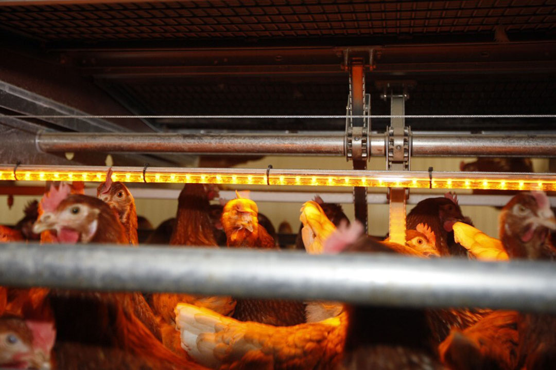 LED lighting can reduce the use of electricity, but it's not easily installed in existing poultry houses. Photo: Bert Jansen