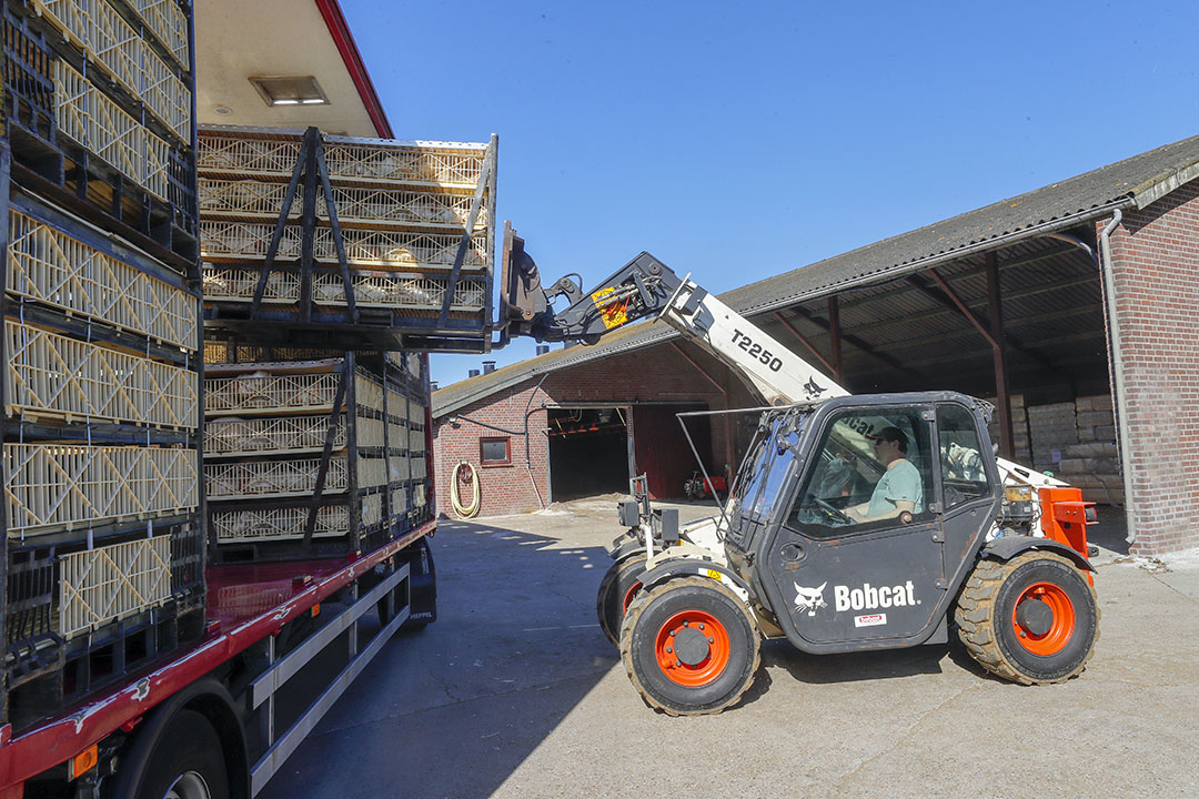 Normally, the logistics for each step in poultry production are tightly coordinated so that when product is moved from one link in the supply chain, the next link is ready to receive it. Photo: Bert Jansen