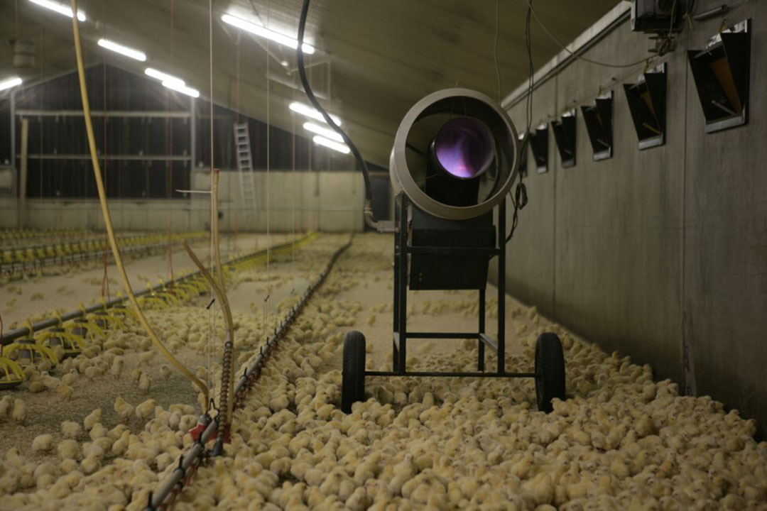 Energetikos krizė kenkia paukščių augintojams Europoje