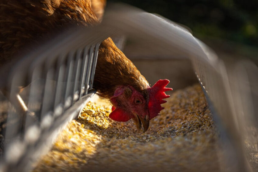 ForFarmers and Boparan (through 2Agriculture) manufacture and supply chicken and other types of poultry feed in the UK. Photo: Andreas Göllner