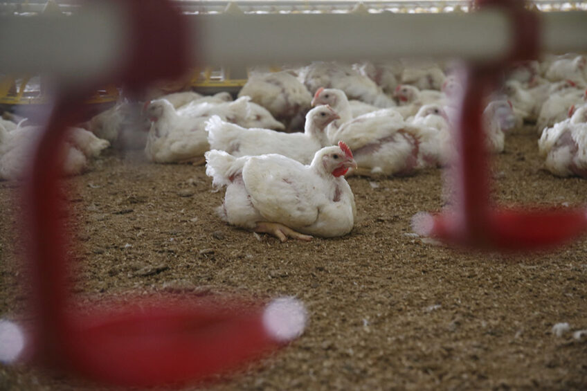 Projections for 2028 show a further increase in eggs and poultry meat by about 3.5% year-on-year. Photo: Hans Prinsen