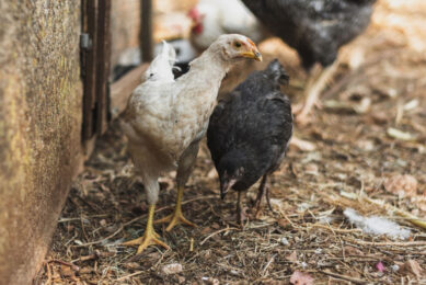 Poultry farming is a developing sector in Kenya. Photo: Freepik