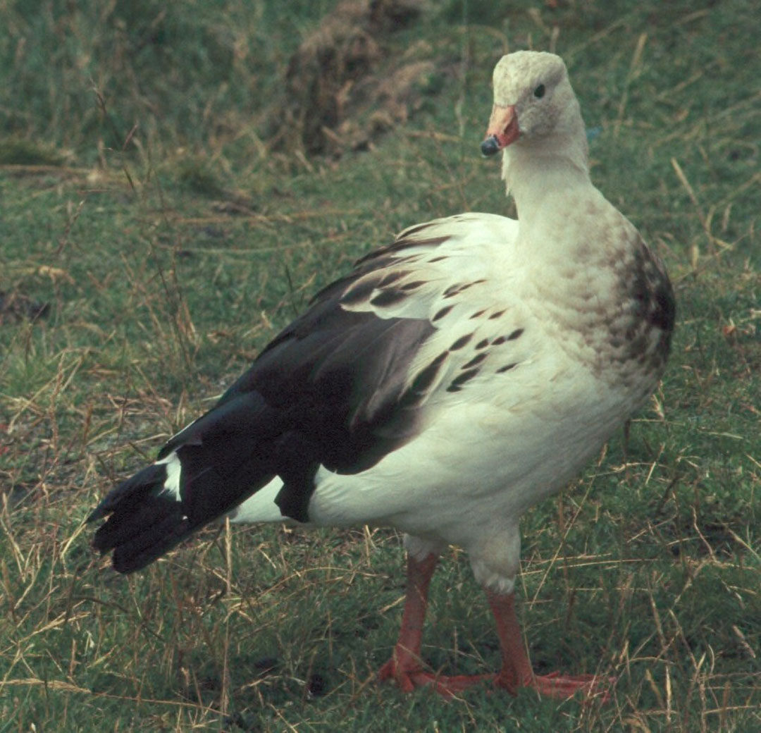 In Argentina, bird flu was identified in Andean geese in the Jujuy province. Photo: Colorado State University Libraries
