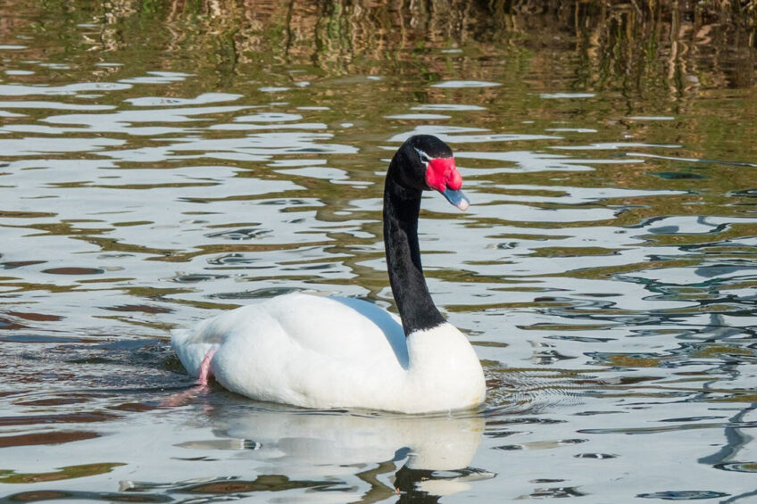 In Uruguay, avian influenza was identified in a black-necked swan in the country's south coast. Photo: Steffen Wachsmuth