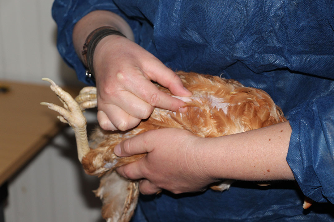 Keel bone damage is an issue often seen in aviary systems.