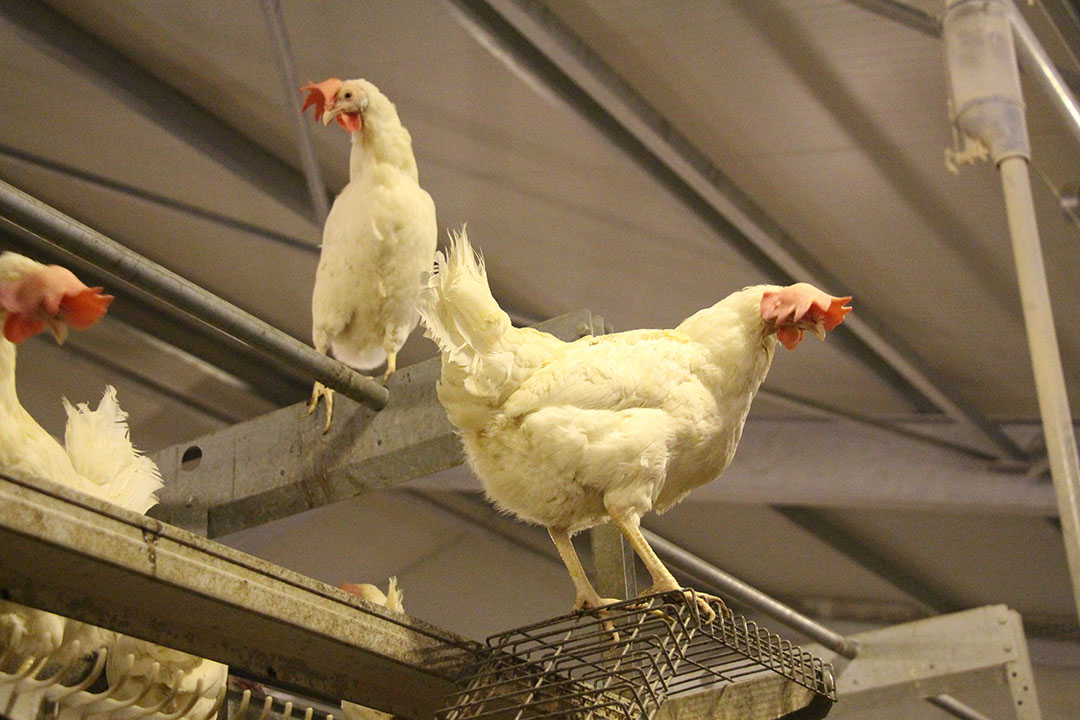 There is a big difference between how white and brown hens move through the system.