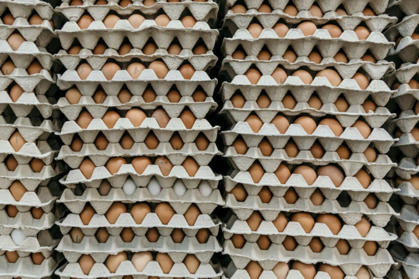 Egg imports from India have helped Malaysia bring prices down from the record highs seen in December. Photo: Marjan Blan