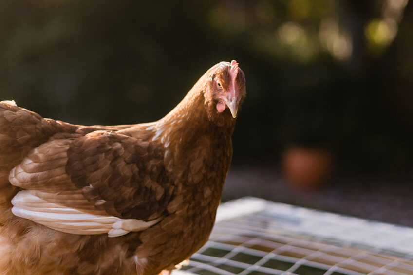 Up to 60% of the local poultry sector in the Ivory Coast is attributed to backyard production. Photo: Sincerely Media