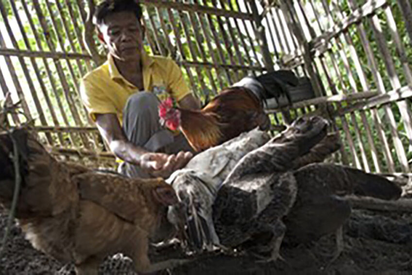 A decline in egg production is anticipated in the Philippines, but it is expected that this will incentivise broiler producers to increase production. Photo: FAO/Jake Salvador