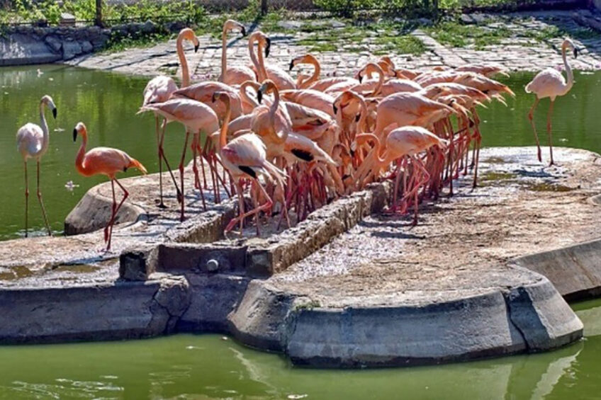 Flamingos at Zoo 26. Photo: Supplied