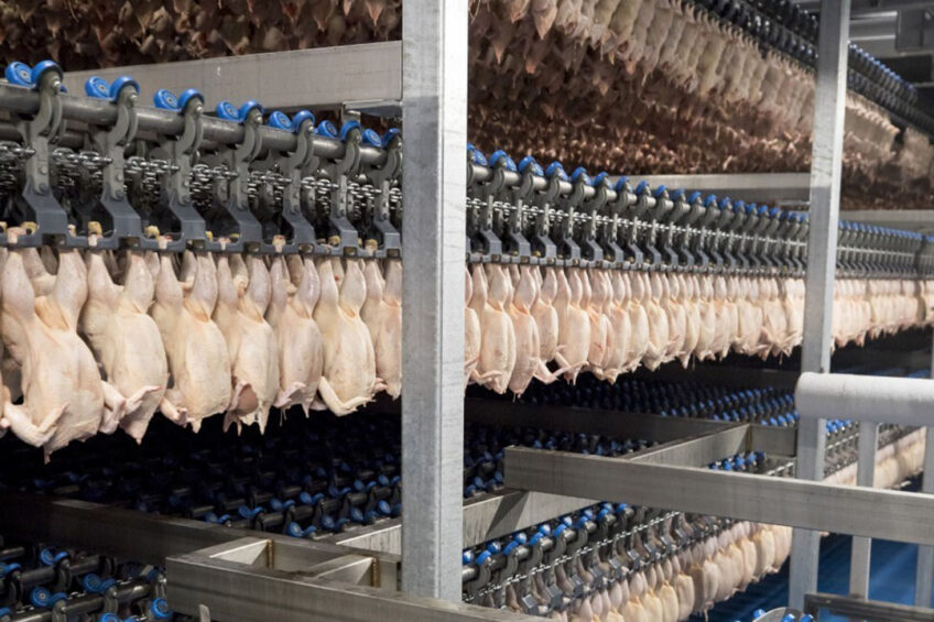 A project aims to develop a robotic system that can hang raw chicken as human workers do. Photo: Koos Groenewold