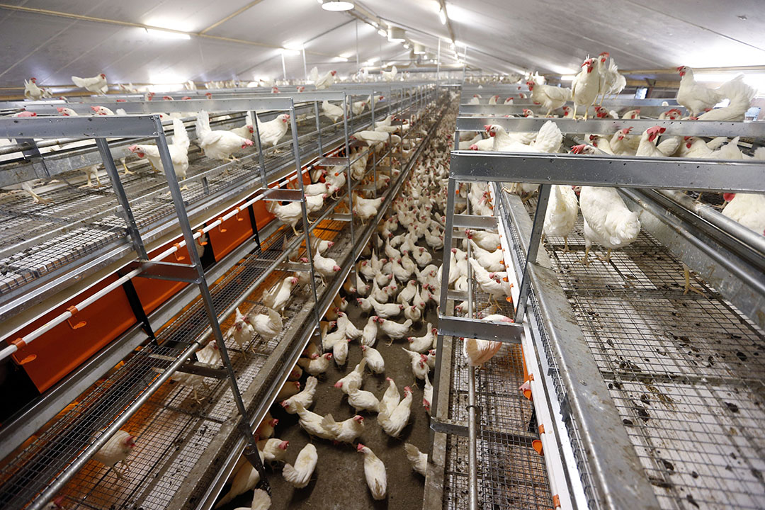 The original farm was converted from conventional battery cages to a cage-free housing system of the US manufacturer Chore-Time. The Natura Step system of the German manufacturer Big Dutchman was chosen for the new farm. Photo: Bert Jansen