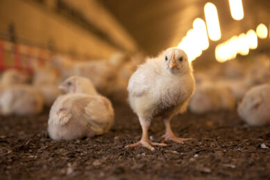 Avian influenza has become a global issue. Photo: Mark Pasveer