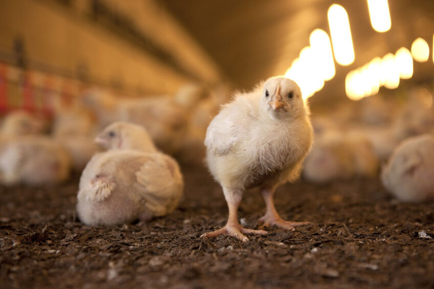 Avian influenza has become a global issue. Photo: Mark Pasveer