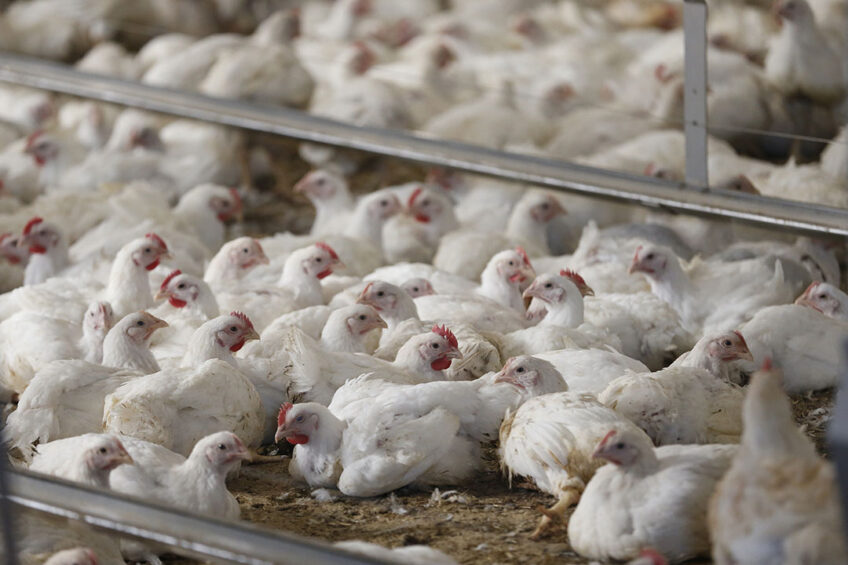 Russian authorities have discussed the idea of allowing poultry farmers to vaccinate poultry flocks against the bird flu since 2021. Photo: Hans Princes